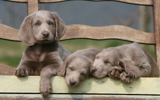 Three puppies laying wooden bench - kodachrome free wallpaper