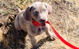 Dog red leash looking up - tachisme free wallpaper