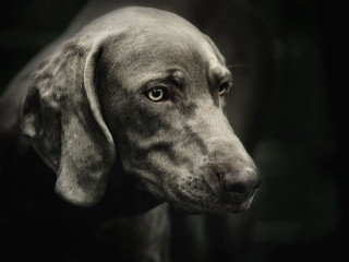 Sad dog black background white - elke vogelsang free wallpaper