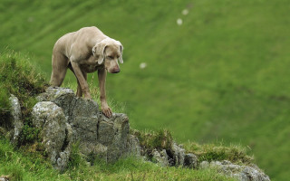 Dog rock grassy field hill - a grassy field free wallpaper