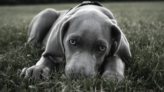 Dog laying grass head down - its neck free wallpaper