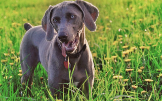 Dog standing field tall grass - tall grass free wallpaper