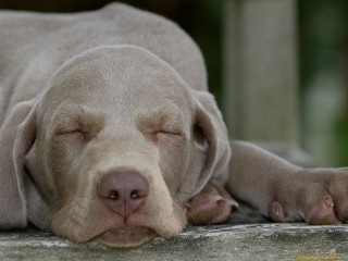 Dog sleeping concrete surface eyes - tranquil free wallpaper
