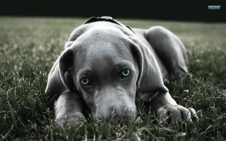 Dog blue eyes collar grass - its neck free wallpaper