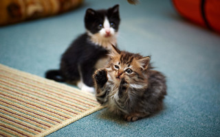 Kittens sitting floor looking camera - two kitten free wallpaper