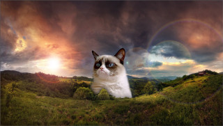 Cat sitting field rainbow clouds - cloud and a rainbow free wallpaper