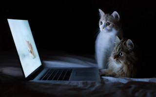 Cats laptop bed watching screen 2 - the screen free wallpaper