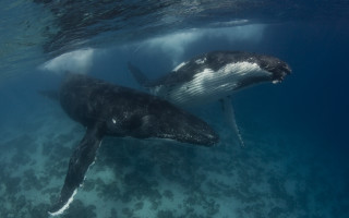 Humpback whales swimming ocean together - underwater free wallpaper