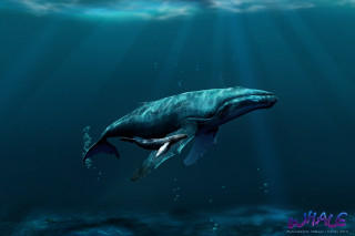 Humpback whale ocean sunlight fish - a few fish free wallpaper