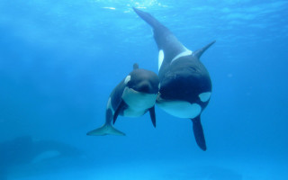 Orca whales swimming kissing underwater - underwater free wallpaper