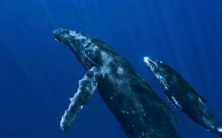Humpback whales swimming ocean together 2 - a photo free wallpaper