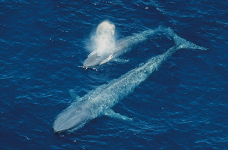 Whales swimming ocean together couple - the other free wallpaper