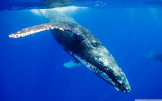 Whale swims under water surface - a whale free wallpaper