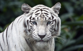 White tiger blue eyes blurry - a white tiger free wallpaper