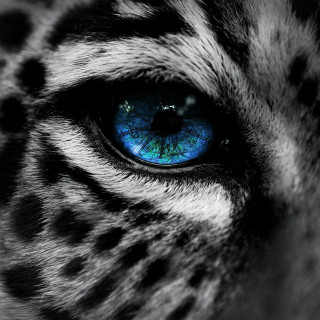 Tiger eye closeup black background - white spot free wallpaper