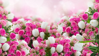 Pink white flowers background border - a white border free wallpaper