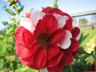 Red white flower field fence - a blue sky free wallpaper