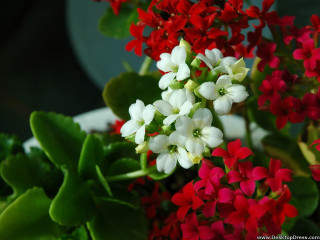 Closeup flower vase background blurry - a close up of a bunch free wallpaper