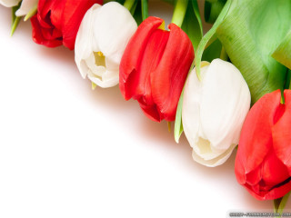 Red white tulips white background 2 - tulip free wallpaper
