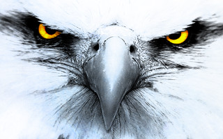 White eagle yellow eyes black - a white eagle free wallpaper
