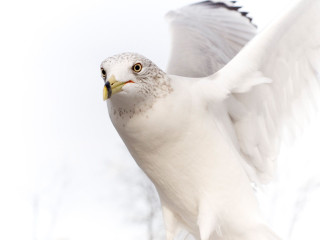White bird flying wings angel - a yellow beak free wallpaper