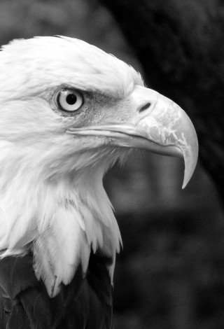 Bald eagle serious look black - its face free wallpaper
