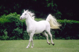 White horse running grass trees - a white horse free wallpaper