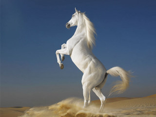 White horse hind legs desert 2 - its hind leg free wallpaper