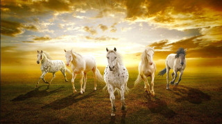 Horses running field sunset clouds - the background and a sunbeam free wallpaper