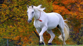 White horse running field trees - a white horse free wallpaper