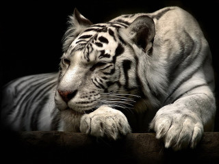 White tiger relaxing marble sculpture - a white tiger free wallpaper