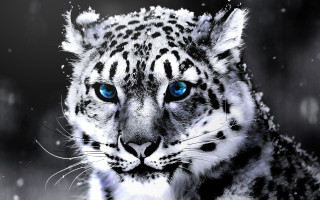 Snow leopard blue eyes artistic - a snow leopard free wallpaper