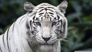 White tiger blue eyes blurry 2 - a white tiger free wallpaper