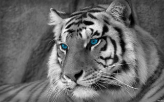 White tiger blue eyes serious 2 - a white tiger free wallpaper