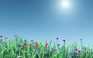 Flower field summer blue sky - a field of flowers free wallpaper