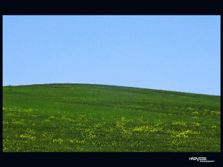 Lone horse grassy hill blue - a grassy hill free wallpaper