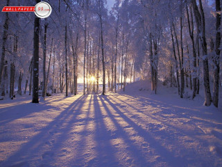 Snowy path forest sunlight trees 8 - the sun free wallpaper