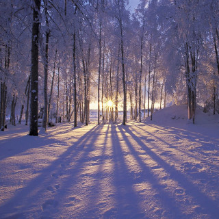 Snowy path forest sunlight trees 9 - a matte painting free wallpaper