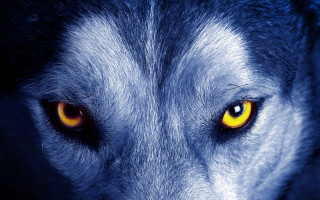 Wolf eyes glowing yellow dark - the dark night sky free wallpaper