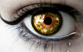 Close up yellow iris black - a close up of a persons eye free wallpaper