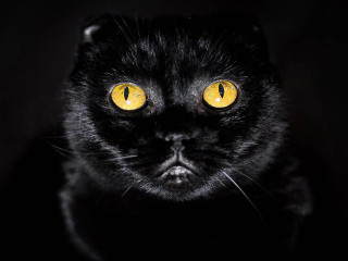 Black cat yellow eyes camera - a black cat free wallpaper