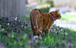 Cat walking purple flowers grass - a stock photo free wallpaper