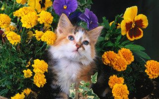 Kitten flower pot background blue - a kitten free wallpaper