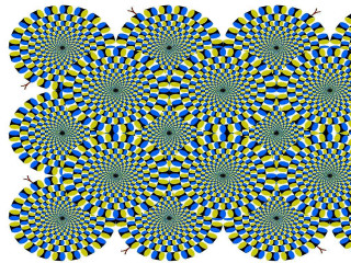 Blue yellow flower white background - bridget riley free wallpaper