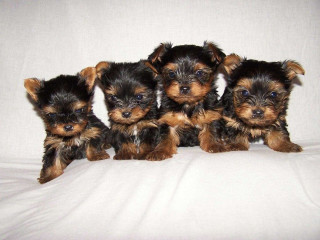 Small dogs sitting bed white - a bed together free wallpaper