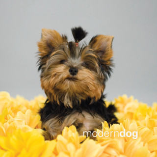 Small dog yellow flowers gray - animal photography free wallpaper