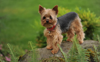 Small dog rock field grass - a red collar free wallpaper