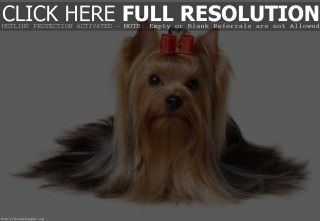 Dog bow head caption click - a bow free wallpaper