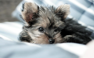 Small dog laying bed pillow 2 - a small dog free wallpaper