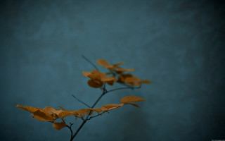 Yellow leaves vase table blue - a vase free wallpaper
